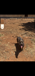 Lost Female Dog last seen Goodwill and maverick, Oroville, CA 95965