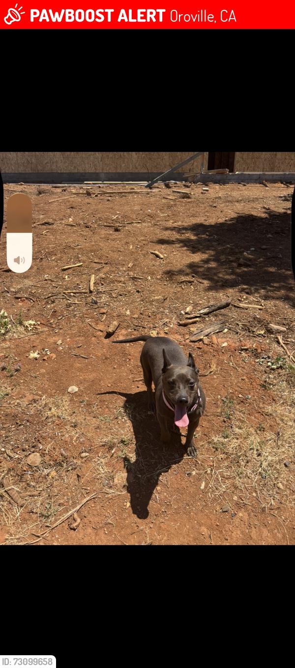 Lost Female Dog last seen Goodwill and maverick, Oroville, CA 95965