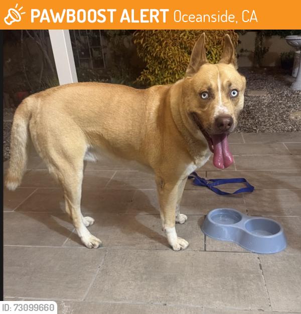 Found/Stray Male Dog last seen Rancho Del Oro village I, Oceanside, CA 92056