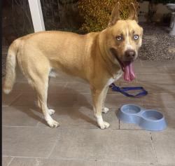 Found/Stray Male Dog last seen Rancho Del Oro village I, Oceanside, CA 92056