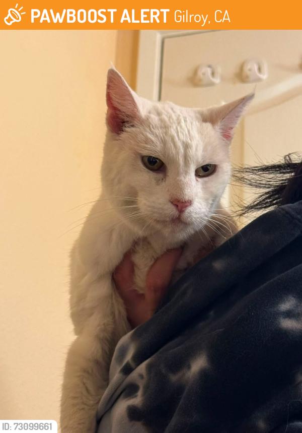 Found/Stray Female Cat last seen Hanna and 6th, Gilroy, CA 95020