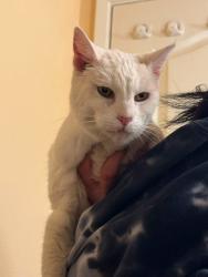 Found/Stray Female Cat last seen Hanna and 6th, Gilroy, CA 95020