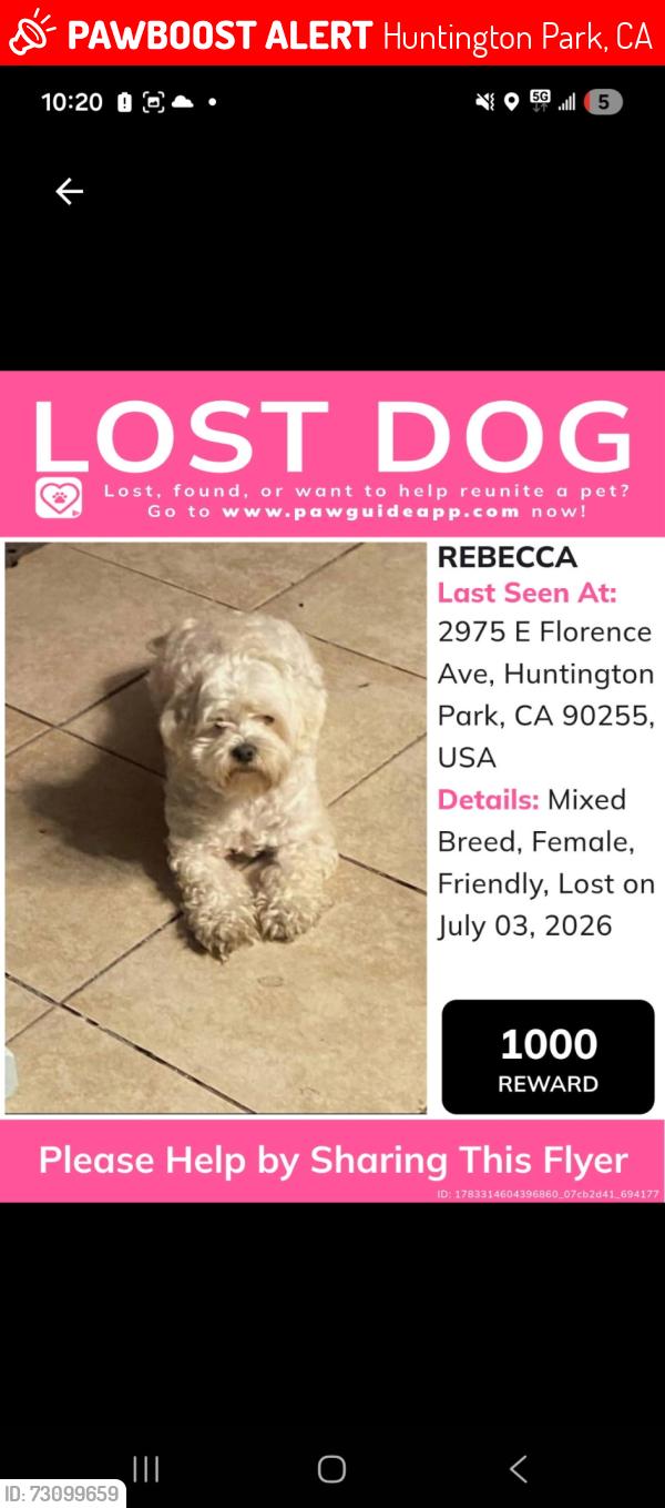 Lost Female Dog last seen Florence and mountain view by the McDonald's, Huntington Park, CA 90255