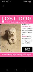 Lost Female Dog last seen Florence and mountain view by the McDonald's, Huntington Park, CA 90255