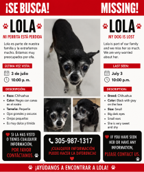Lost Female Dog last seen Near SW 77 ST MIAMI.FL.33183, Miami, FL 33183