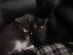 Reunited Male Cat last seen South Baker Ave (E Riverside and E Walnut), Ontario, CA 91761