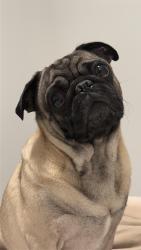 Reunited Male Dog last seen Near estepona ave, Doral, FL 33178