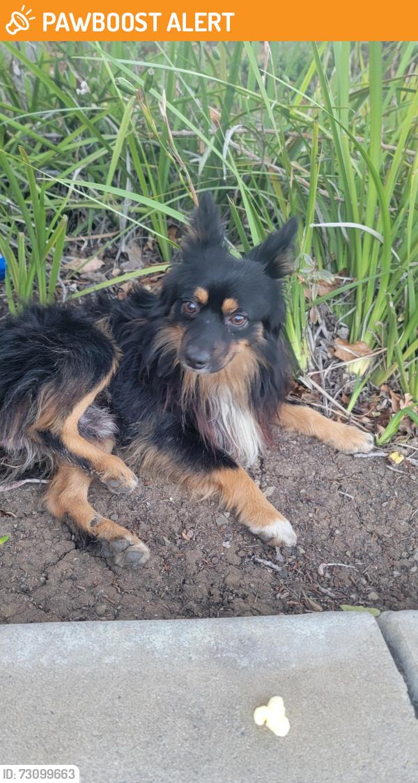 Found/Stray Male Dog last seen Great Valley Pkwy and Main St, Great Valley Pkwy, CA 94514