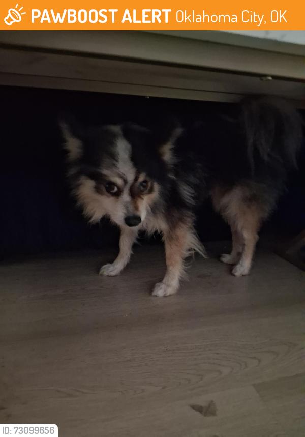 Found/Stray Male Dog last seen Sooner rd by Walmart, Oklahoma City, OK 73135
