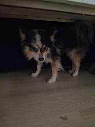 Found/Stray Male Dog last seen Sooner rd by Walmart, Oklahoma City, OK 73135