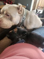 Lost Male Dog last seen Greenwillow ln, Idaho Falls, ID 83401