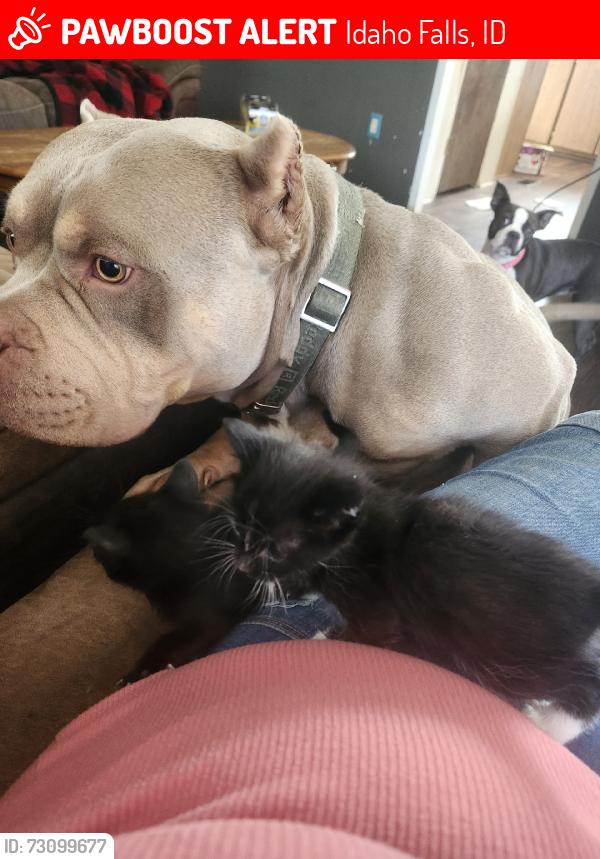 Lost Male Dog last seen Greenwillow ln, Idaho Falls, ID 83401