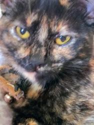 Reunited Female Cat last seen Benton, Santa Clara, CA 95050