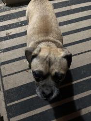 Found/Stray Male Dog last seen Cole elementary school, Clovis, CA 93612