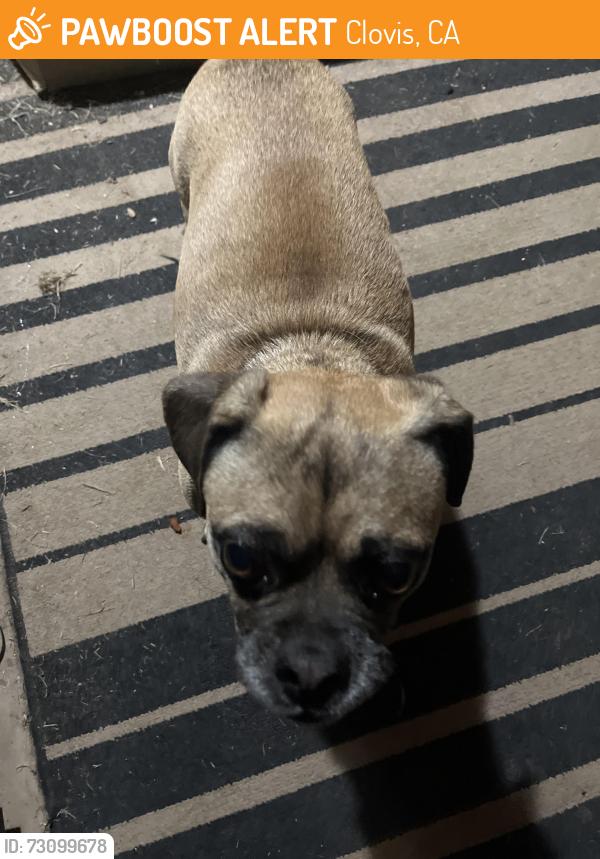 Found/Stray Male Dog last seen Cole elementary school, Clovis, CA 93612