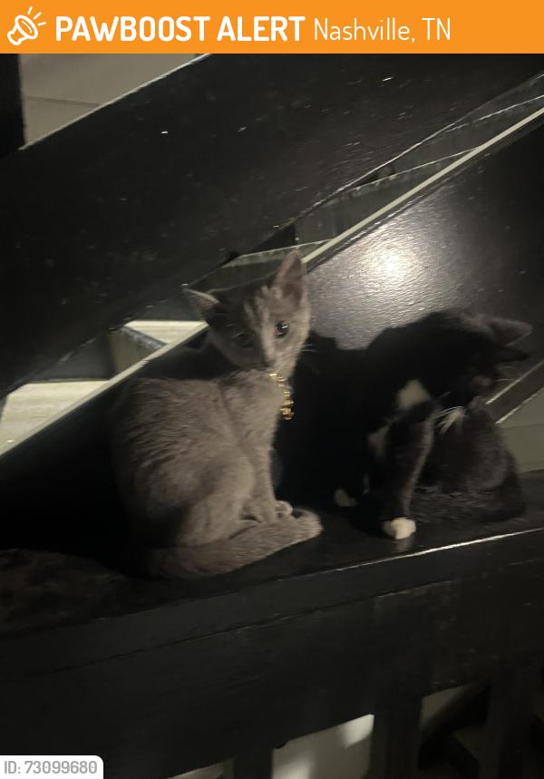Found/Stray Unknown Cat last seen Cedar park, Nashville, TN 37115