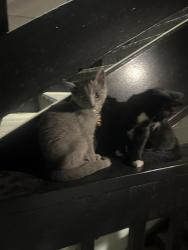 Found/Stray Unknown Cat last seen Cedar park, Nashville, TN 37115