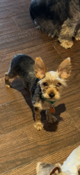Reunited Male Dog last seen Tecumseh and 120th, Norman, OK 73026