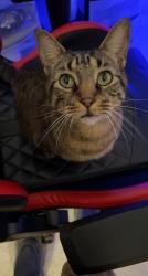 Lost Male Cat last seen McArthur Elementary School, Pensacola, FL 32534
