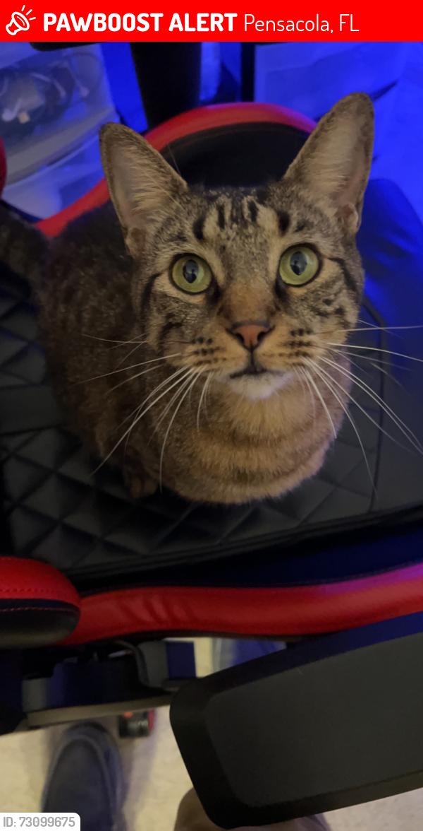 Lost Male Cat last seen McArthur Elementary School, Pensacola, FL 32534