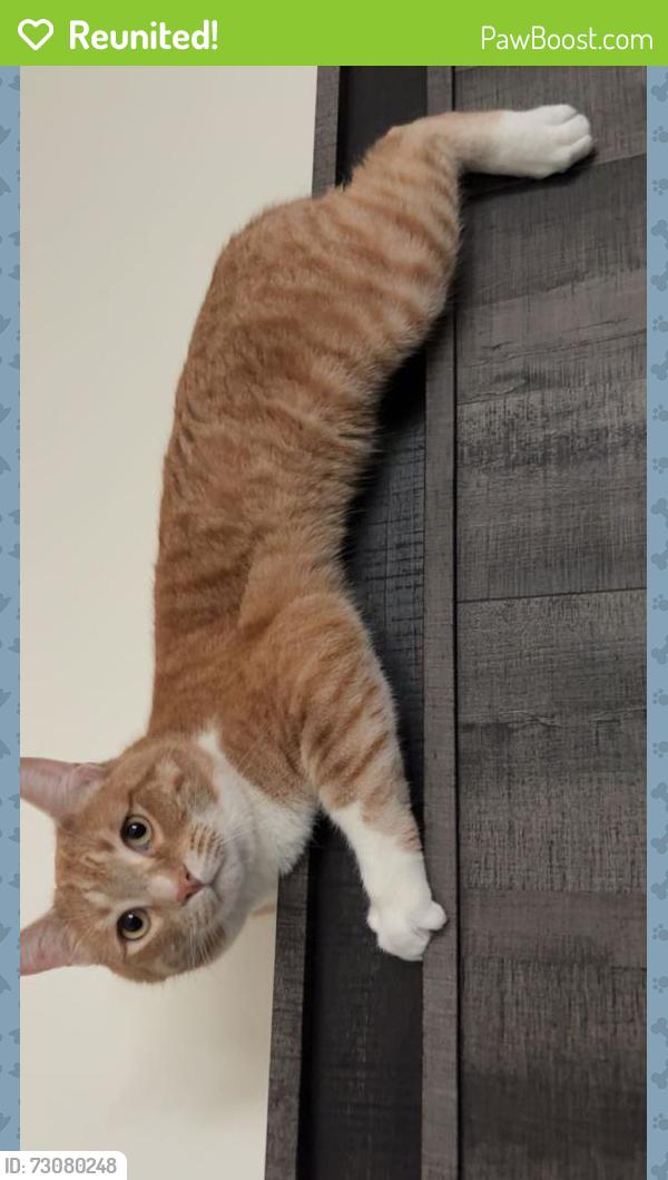 Reunited Male Cat last seen TD baker school, Edmonton, AB T6L 4C1