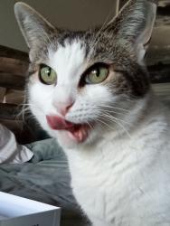 Reunited Female Cat last seen Rio Linda blvd, Elverta, CA 95626