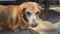 Shelter Stray Male Dog last seen Walker Street, STATEN ISLAND, NY, 10303, 3139 Veterans Rd W, Staten Island, NY 10309, USA