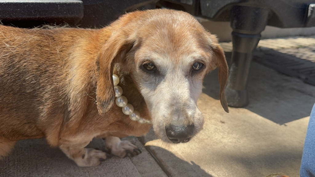 Shelter Stray Male Dog last seen Walker Street, STATEN ISLAND, NY, 10303, 3139 Veterans Rd W, Staten Island, NY 10309, USA