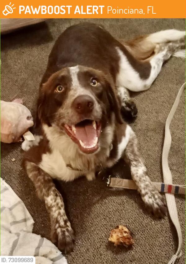 Found/Stray Male Dog last seen Walnut and marigold, Poinciana, FL 34758