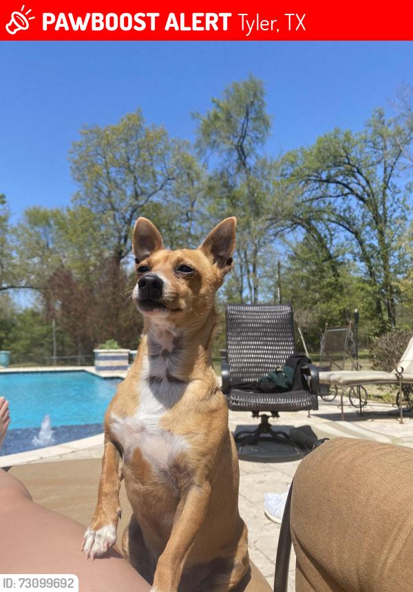 Lost Male Dog last seen CR 136, Tyler, TX 75703