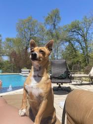 Lost Male Dog last seen CR 136, Tyler, TX 75703