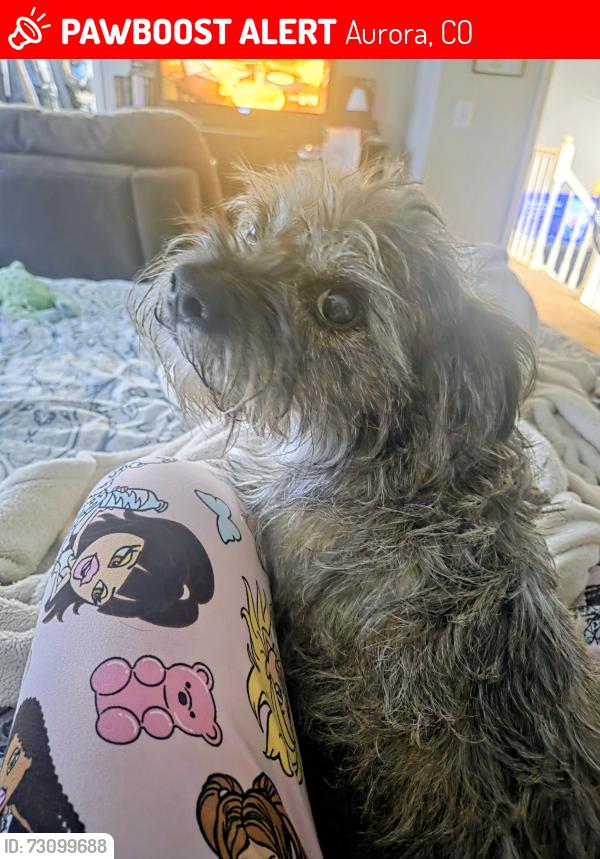 Lost Male Dog last seen Atlantic adr and Tower Rd, Aurora, CO 80013