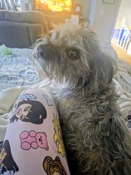 Lost Male Dog last seen Atlantic adr and Tower Rd, Aurora, CO 80013