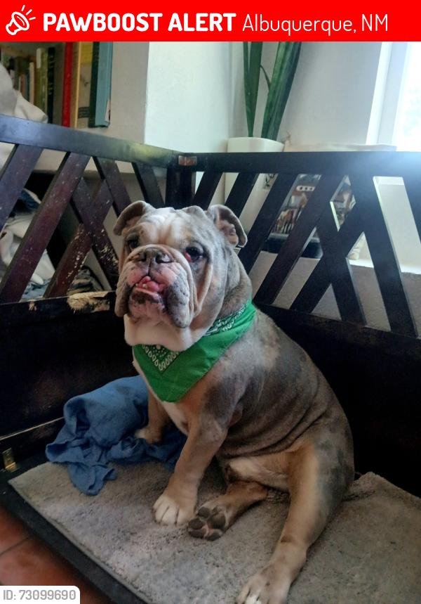 Lost Male Dog last seen Desert springs rd sw, Albuquerque, NM 87121