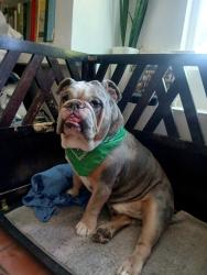 Lost Male Dog last seen Desert springs rd sw, Albuquerque, NM 87121