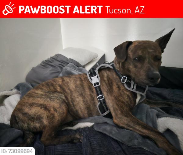 Lost Male Dog last seen Prince Ann Campbell, Tucson, AZ 85719