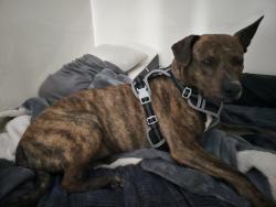 Lost Male Dog last seen Prince Ann Campbell, Tucson, AZ 85719