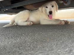 Found/Stray Unknown Dog last seen Near and besson, Converse, TX 78109
