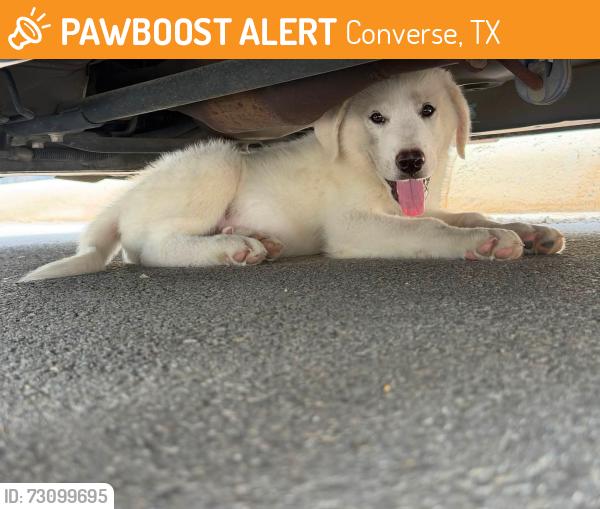 Found/Stray Unknown Dog last seen Near and besson, Converse, TX 78109