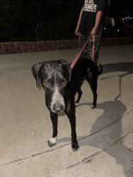 Reunited Unknown Dog last seen Douglas and North River, Oceanside, CA 92057