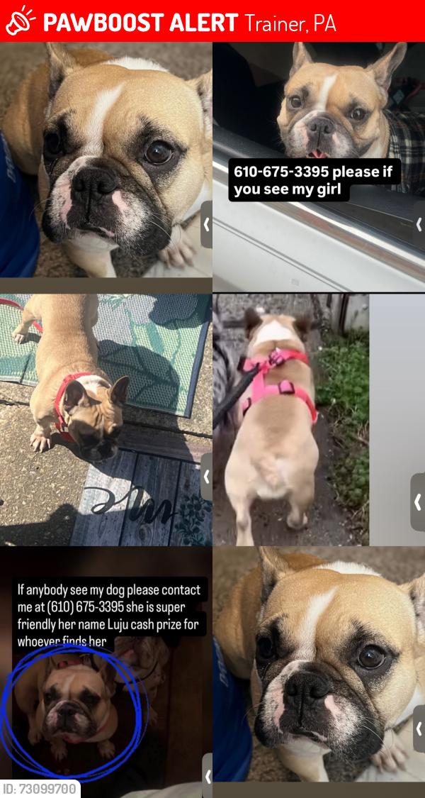 Lost Female Dog last seen Marcus hook pa, Trainer, PA 19061