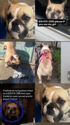 Lost Female Dog last seen Marcus hook pa, Trainer, PA 19061