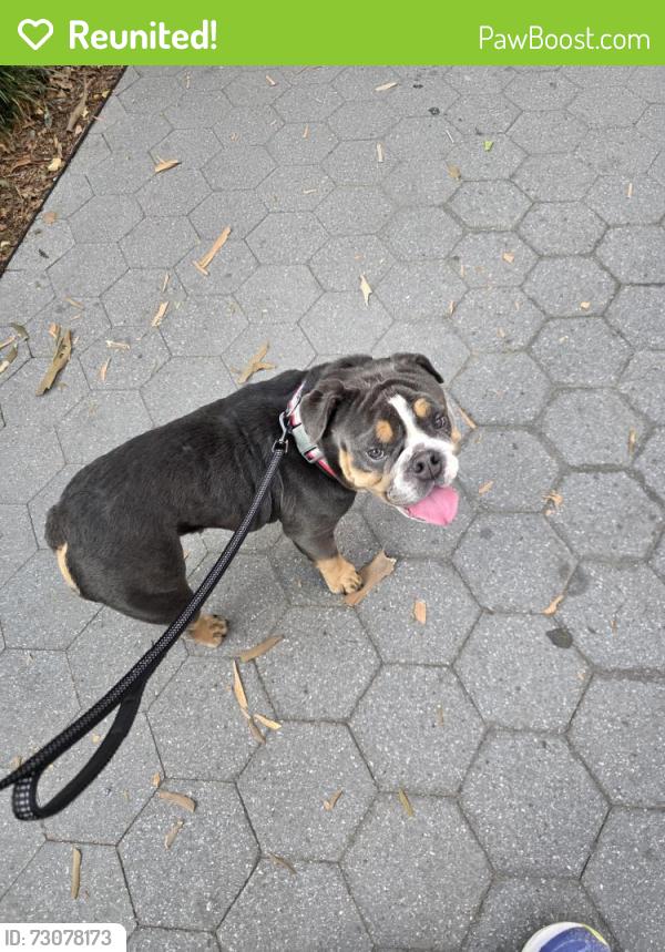 Reunited Female Dog last seen Route 46 West and Piaget Ave, Christopher Columbus Middle School, Clifton, NJ 07011