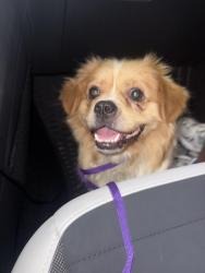Found/Stray Male Dog last seen Ridglea, Curzon, Westridge, Fort Worth, TX 76116