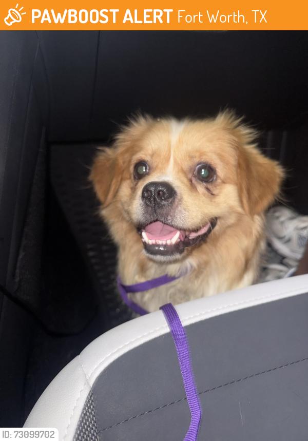 Found/Stray Male Dog last seen Ridglea, Curzon, Westridge, Fort Worth, TX 76116