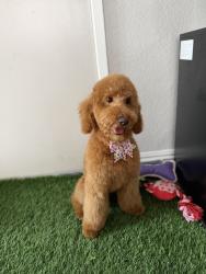 Reunited Female Dog last seen Near Nantucket Dr, Palmdale, CA 93550, USA, Palmdale, CA 93550