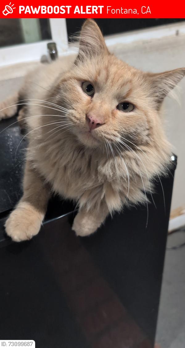 Lost Male Cat last seen Madras ct and almond ave, Fontana, CA 92335
