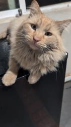 Lost Male Cat last seen Madras ct and almond ave, Fontana, CA 92335