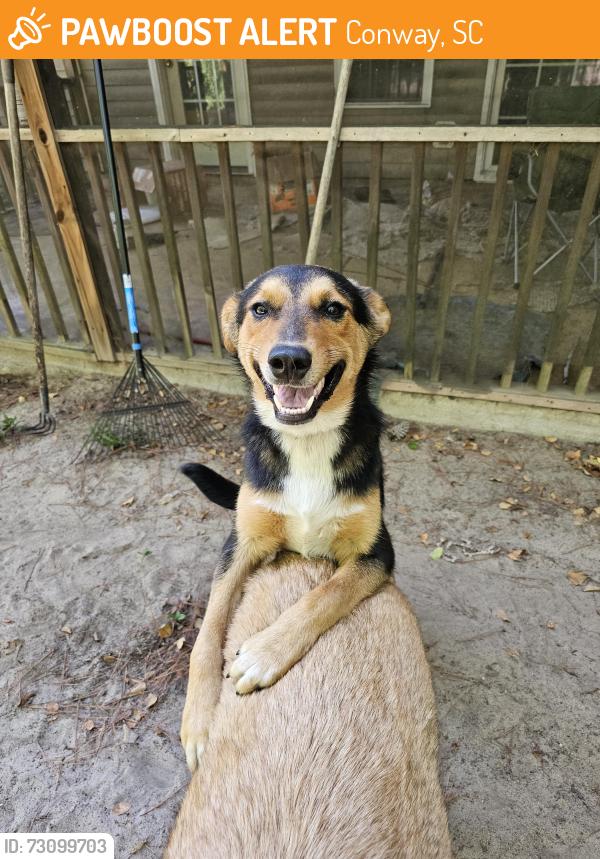 Found/Stray Male Dog last seen Near, Conway, SC 29526