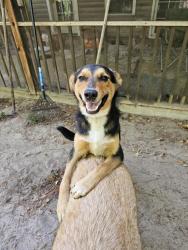 Found/Stray Male Dog last seen Near, Conway, SC 29526